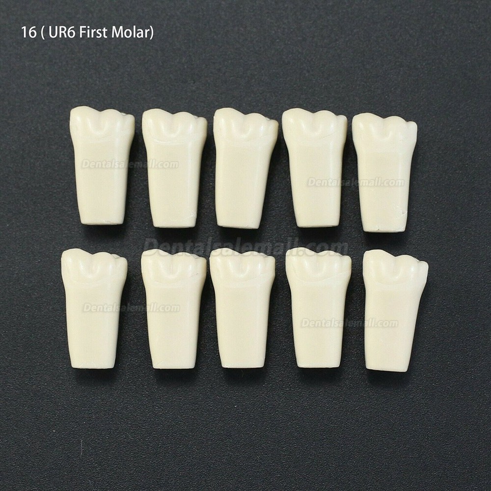 10Pcs/lot Dental Typodont Teeth Replacement Teeth Compatible with Columbia 860